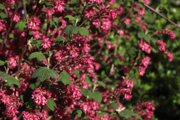 istock red currant purple flowers 1475315704