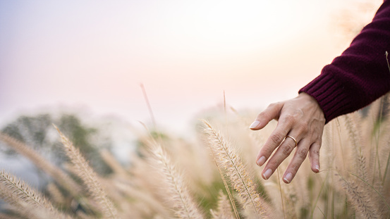 Hand of woman over the tall grass and touches it while walking through the fields in the sun rising light in a morning.