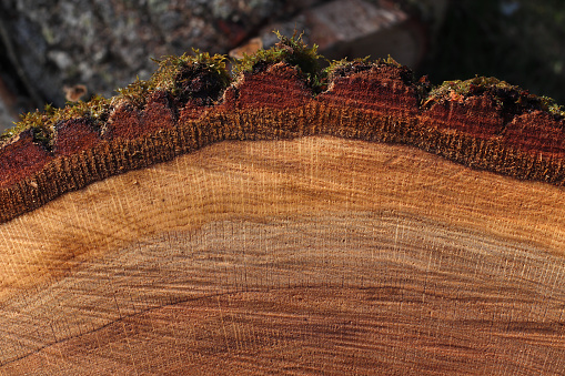 Tree stump on the green grass in the garden