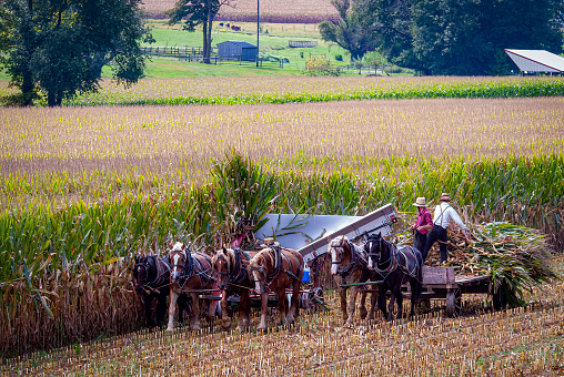 Ronks, Pennsylvania, September 11, 2021 - A View of Amish Harvesting There Corn Using Six Horses and Three Men as it was Done Years Ago on a Sunny Fall Day