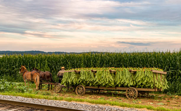 vista di un uomo amish che mette il tabacco raccolto su un carro da portare al fienile per l'essiccazione - tobacco wagon foto e immagini stock