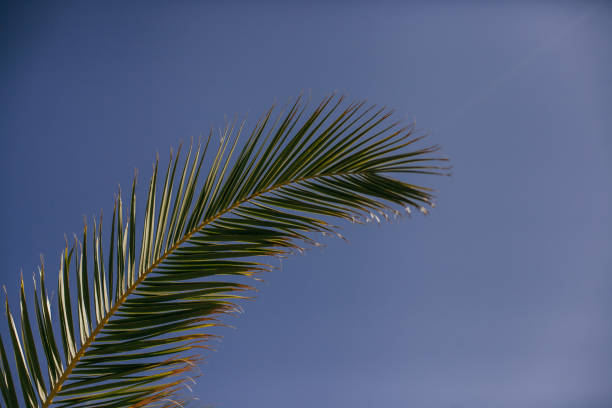 Palm leaves on the sky. Croatia.