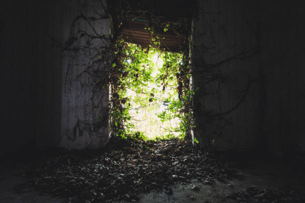 Stone wall overgrown with plant branches and an old broken window, a symbol of destruction, interesting background
