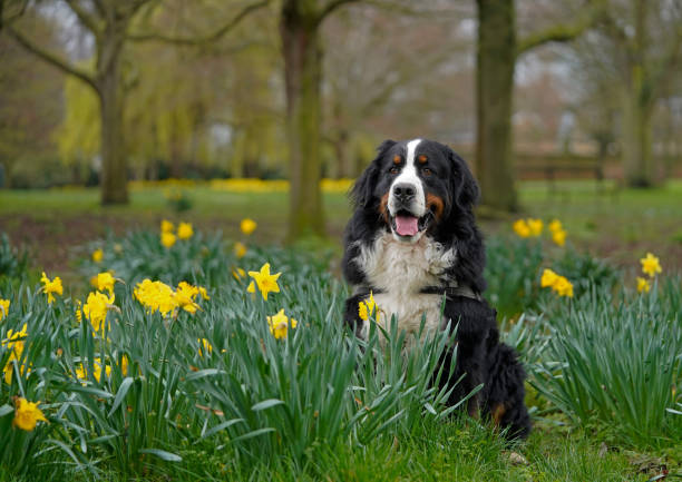 Springtime in the UK