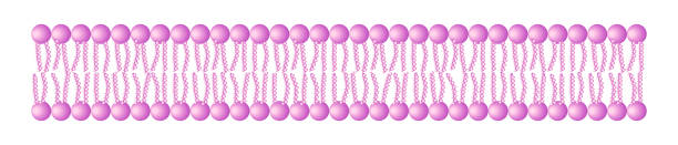 Phospholipid Bilayer Structure - Single Layer Phospholipid Bilayer Structure - Single Layer - Medical Vector Illustration. cell membrane stock illustrations