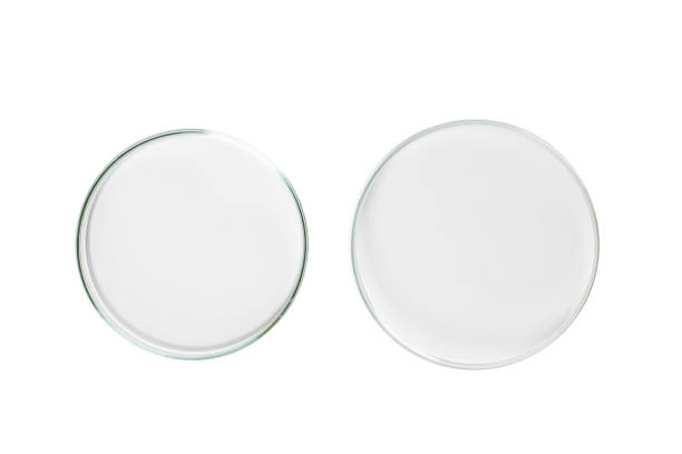istock Two Petri dishes empty from glass isolated 1475317766