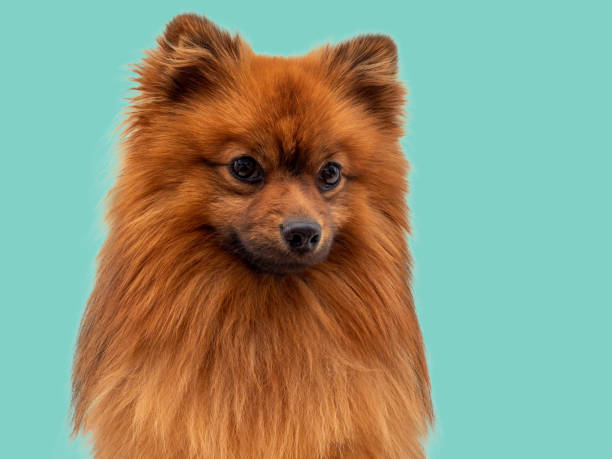 istock Red Spitz dog breed isolated on blue background. 1475317956