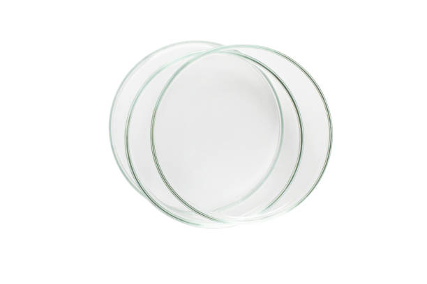 istock Three Petri dishes empty from glass isolated. 1475318039