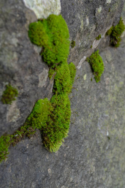 istock The moss surface on the tree branch when rainy season. 1475319541