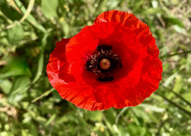 istock A single red poppy flower in a green field. 1475320978