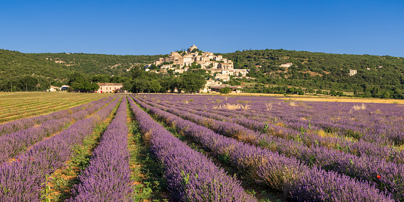 The village of Banon with lavender fields in full bloom. Alpes-de-Haute-Provence (04), France
