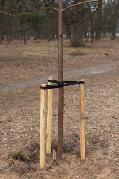 istock Tree Supports-young trees being supported by wooden stakes. Young tree sapling propped and supported by the wooden slats and tied by tape stringon. 1475323893