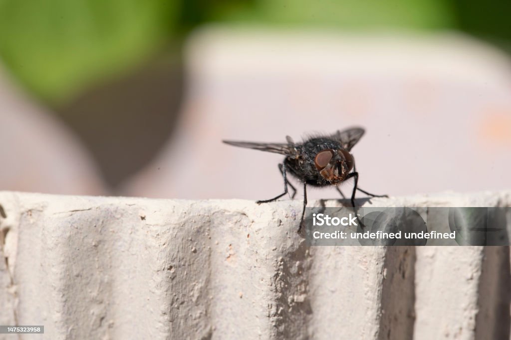 Isolated fly on an ocher background located on the wall of an difuse urban garden Common house fly in habitable environments located in an open background in the spring Abdomen Stock Photo