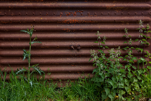 A shot of nettles growing up against corrugated steel on a farm in Northumberland in the northeast of England.