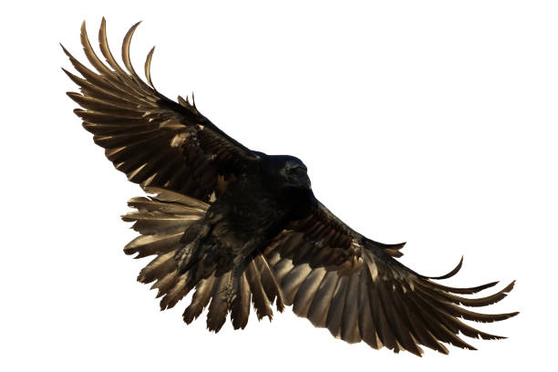istock Birds flying raven isolated on white background Corvus corax. Halloween 1475325301