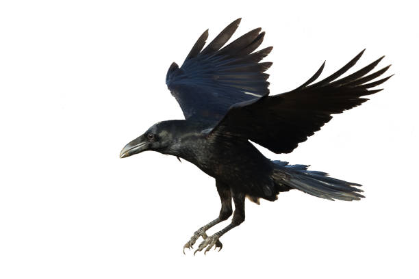 istock Birds flying raven isolated on white background Corvus corax. Halloween 1475325365