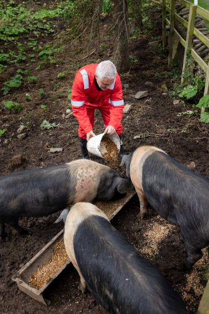 healthy pig are happy pigs - photography gray hair farmer professional occupation imagens e fotografias de stock