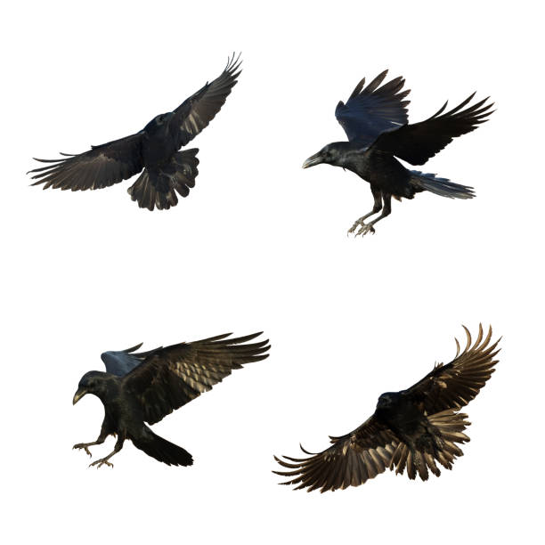 istock Birds flying ravens isolated on white background Corvus corax. Halloween 1475325488
