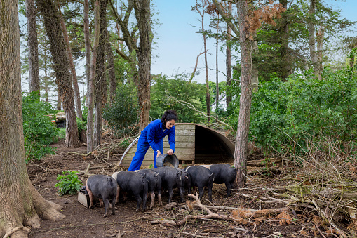 A shot of a female farmer feeding saddleback pigs. She is pouring animal feed into a pig trough inside a livestock pen. The pigs are fed from waste hops from a brewery. This contributes to a circular economy.  She is wearing Blue overalls.