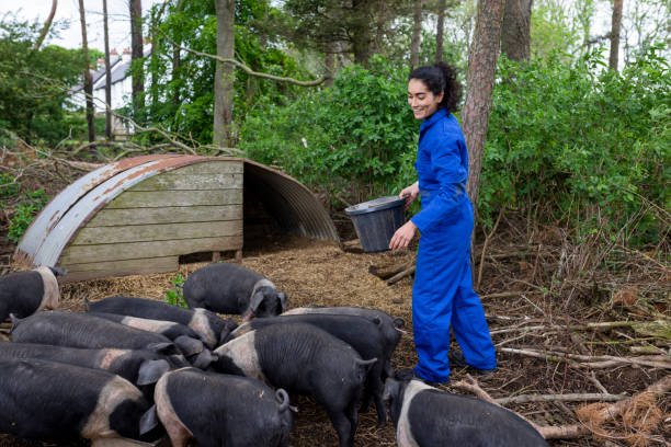 istock Feeding The Saddleback Pigs on a Sustainable Farm 1475325551