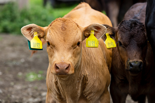 A shot of free-range limousine calf on a farm in Northumberland in northeast England. They are bought from a trusted seller. One of the cows is ginger in colour and is looking towards the camera. 
The ears are double tagged allowing farmers to record a cow's body temperature, health and medication history and even the composition of each cow's milk. The number also lets farmers know when a cow has been fed to prevent overfeeding.