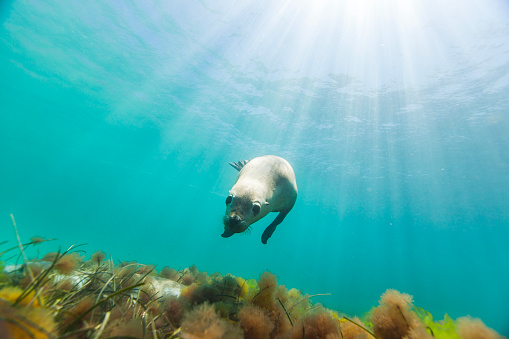 Cute playful sea lion fur seal in shallow clear water. Photographed at Hopkins Island, South Australia.