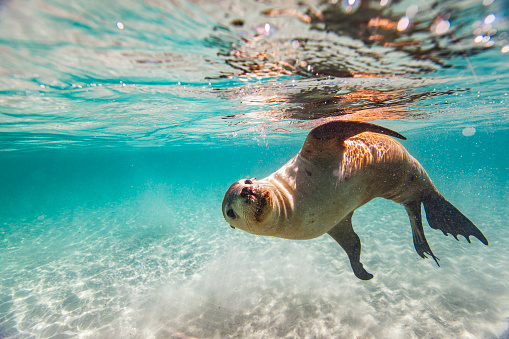 Close up of playful sea lion or fur seal in shallow clear water on a sunny day. Photographed at Hopkins Island, South Australia.
