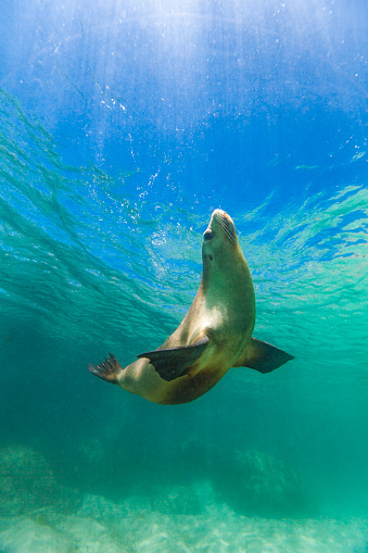 Close up of playful sea lion or fur seal in clear shallow water on a sunny day. Photographed at Hopkins Island, South Australia.