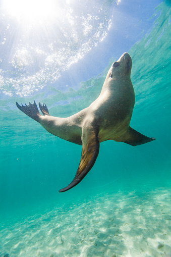 Close up of playful sea lion or fur seal in clear shallow water on a sunny day. Photographed at Hopkins Island, South Australia.