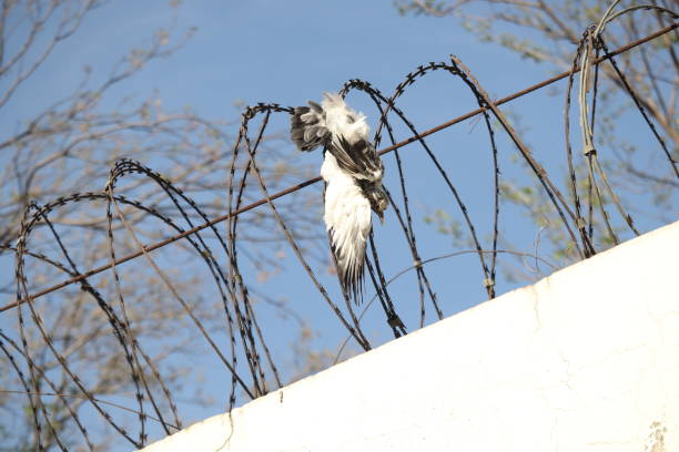 oiseau mort - winter wire barbed wire protection photos et images de collection