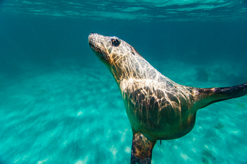 seal on a tropical beach with turquoise water and white sand in abel tasman national park, new zealand