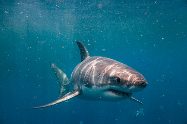 Close up of juvenile Great White Shark swimming through murky water hunting for prey stock photo