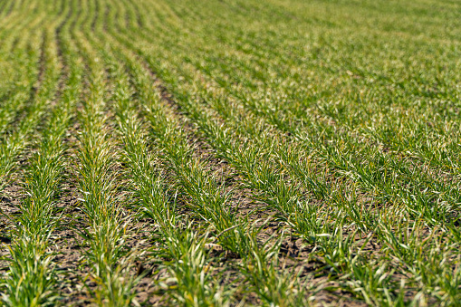 Young wheat seedlings growing in a soil. Agrarian industry