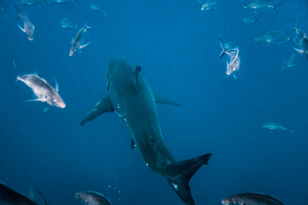 istock Great White Shark coming up from below in deep blue ocean water 1475329029