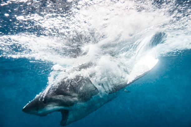 istock Great White Shark with mouth open landing in water after breach 1475329076