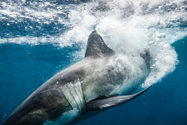 istock Great White Shark aggressively cutting through water after breach 1475329102
