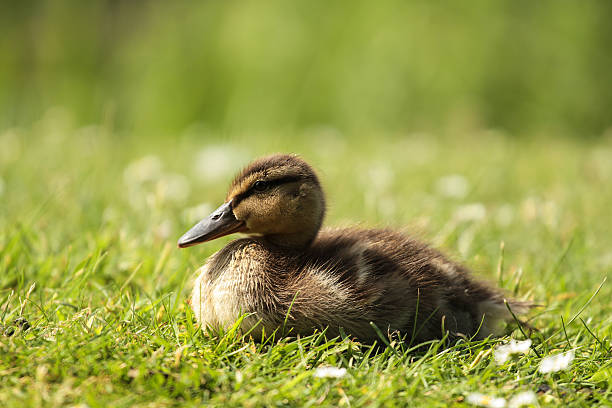 Duckling stock photo