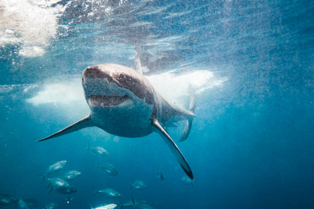 istock Smiling Great White Shark looking happy 1475329315
