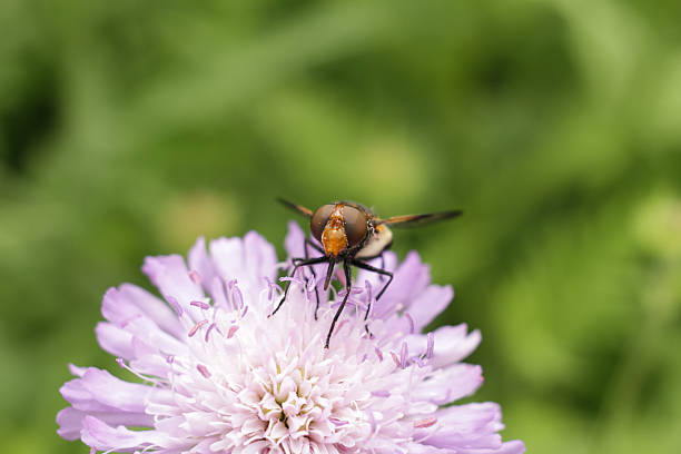 Black Hoverfly stock photo