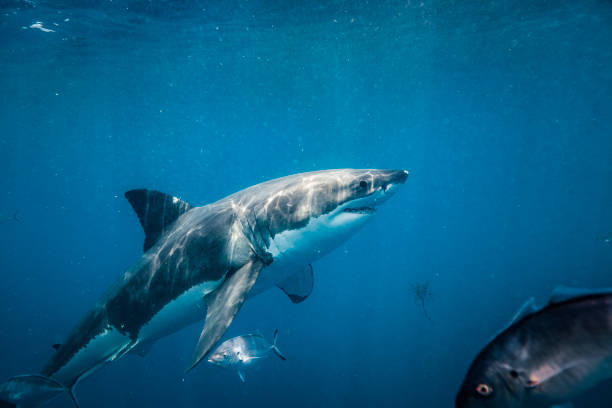 istock Great White Shark coming up from below in deep blue ocean water 1475329359
