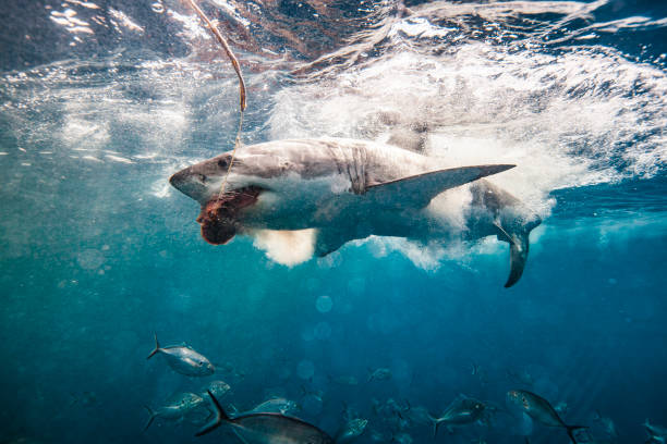 istock Great White Shark aggressively attacking bait line while cage diving 1475329737