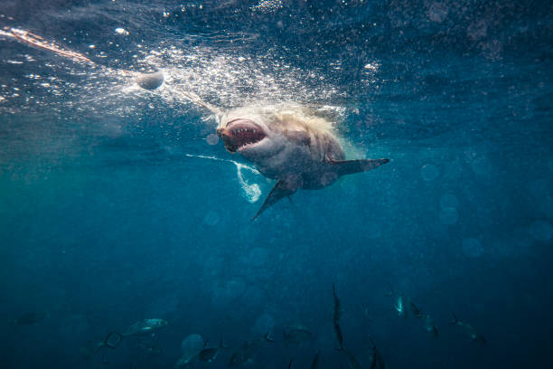 istock Great White Shark aggressively attacking bait line while cage diving 1475329767