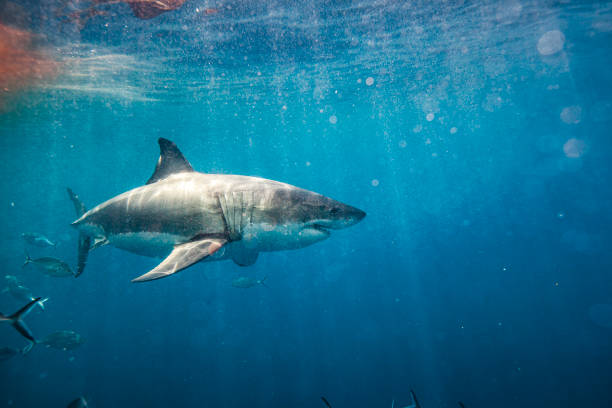 istock Great White Shark swimming through murky water with blood and fish 1475329871
