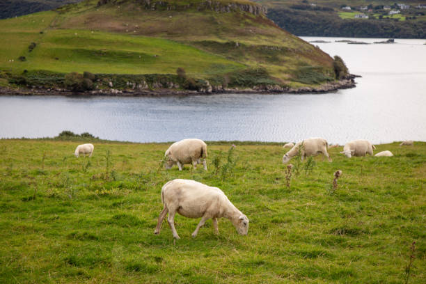 istock Classic view of sheep in fields in Scotland 1475330053
