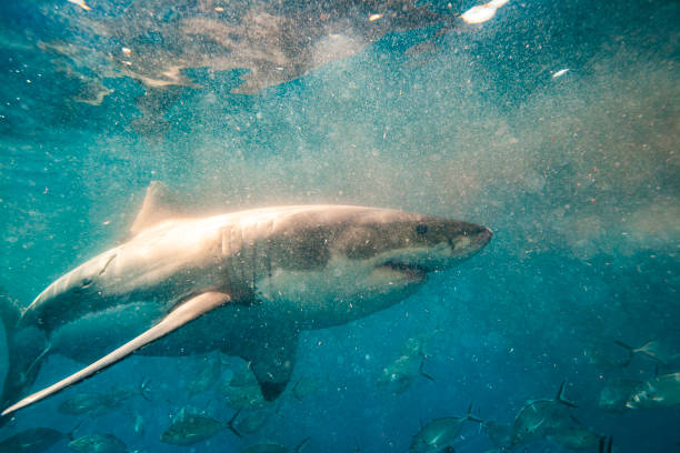 istock Great White Shark swimming through murky water with blood and fish 1475330054