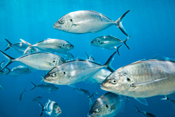 istock Close up school of fish, looking at camera 1475330085