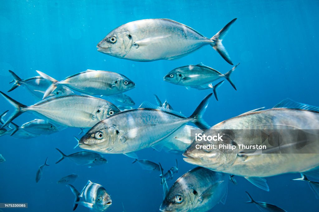 Close up school of fish, looking at camera Close up school of fish, looking at camera. Photographed at Neptune Islands, South Australia. Bigeye Trevally Stock Photo