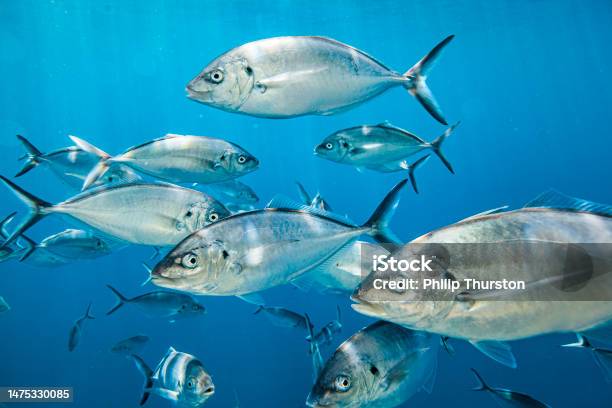 Close Up School Of Fish Looking At Camera Stock Photo - Download Image Now - Bigeye Trevally, Animal, Animal Behavior
