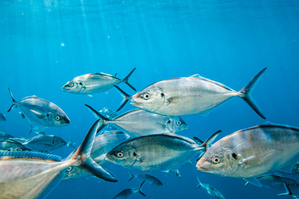 istock Close up school of fish, looking at camera 1475330111
