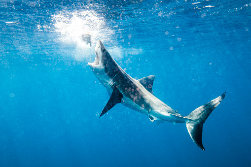 istock Great White Shark aggressively attacking bait line while cage diving 1475330125